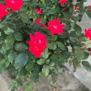 Meet your Posher, Dominique